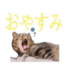 かゆいところに手が届くねこ先輩ver.甲（個別スタンプ：1）