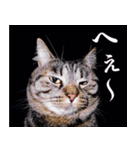 かゆいところに手が届くねこ先輩ver.甲（個別スタンプ：2）