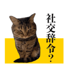 かゆいところに手が届くねこ先輩ver.甲（個別スタンプ：3）