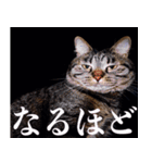 かゆいところに手が届くねこ先輩ver.甲（個別スタンプ：4）