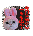 かゆいところに手が届くねこ先輩ver.甲（個別スタンプ：6）