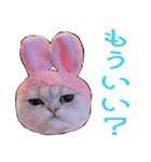 かゆいところに手が届くねこ先輩ver.甲（個別スタンプ：7）