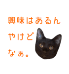 かゆいところに手が届くねこ先輩ver.甲（個別スタンプ：10）