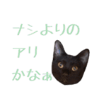 かゆいところに手が届くねこ先輩ver.甲（個別スタンプ：11）