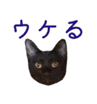 かゆいところに手が届くねこ先輩ver.甲（個別スタンプ：12）