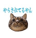 かゆいところに手が届くねこ先輩ver.甲（個別スタンプ：13）