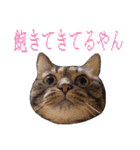 かゆいところに手が届くねこ先輩ver.甲（個別スタンプ：14）