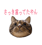 かゆいところに手が届くねこ先輩ver.甲（個別スタンプ：16）