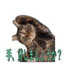 かゆいところに手が届くねこ先輩ver.甲（個別スタンプ：18）