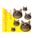 かゆいところに手が届くねこ先輩ver.甲（個別スタンプ：20）
