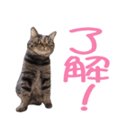 かゆいところに手が届くねこ先輩ver.甲（個別スタンプ：23）