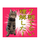 かゆいところに手が届くねこ先輩ver.甲（個別スタンプ：24）