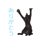 かゆいところに手が届くねこ先輩ver.甲（個別スタンプ：26）