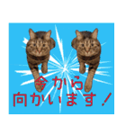 かゆいところに手が届くねこ先輩ver.甲（個別スタンプ：27）
