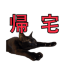 かゆいところに手が届くねこ先輩ver.甲（個別スタンプ：29）