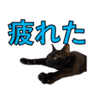 かゆいところに手が届くねこ先輩ver.甲（個別スタンプ：30）