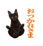 かゆいところに手が届くねこ先輩ver.甲（個別スタンプ：31）