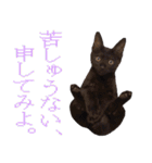 かゆいところに手が届くねこ先輩ver.甲（個別スタンプ：32）