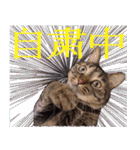 かゆいところに手が届くねこ先輩ver.甲（個別スタンプ：40）