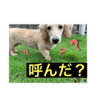 のんびりミニチュアダックスの天嬉くん☀︎（個別スタンプ：2）