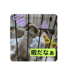 のんびりミニチュアダックスの天嬉くん☀︎（個別スタンプ：7）