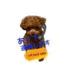 おてんばプードル（個別スタンプ：2）