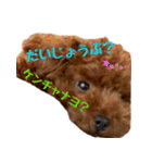 おてんばプードル（個別スタンプ：4）