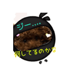 おてんばプードル（個別スタンプ：6）