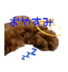 おてんばプードル（個別スタンプ：11）