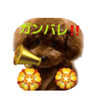 おてんばプードル（個別スタンプ：18）