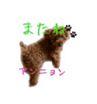 おてんばプードル（個別スタンプ：24）