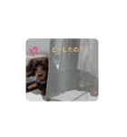 kotasandesu（個別スタンプ：1）