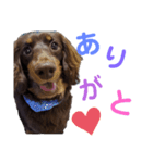 kotasandesu（個別スタンプ：8）