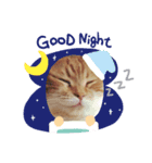 ダラダラ猫ちゃん！（個別スタンプ：1）