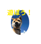 柴犬(shibainu)スタンプ（個別スタンプ：8）