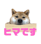 柴犬(shibainu)スタンプ（個別スタンプ：10）