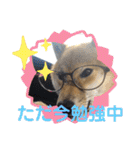 柴犬(shibainu)スタンプ（個別スタンプ：11）