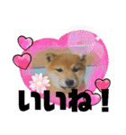 柴犬(shibainu)スタンプ（個別スタンプ：12）