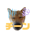 柴犬(shibainu)スタンプ（個別スタンプ：14）