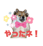 柴犬(shibainu)スタンプ（個別スタンプ：16）