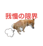 柴犬(shibainu)スタンプ（個別スタンプ：20）