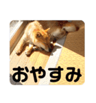 柴犬(shibainu)スタンプ（個別スタンプ：27）