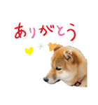 柴犬(shibainu)スタンプ（個別スタンプ：28）