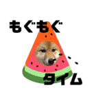 柴犬(shibainu)スタンプ（個別スタンプ：30）