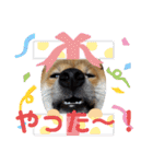 柴犬(shibainu)スタンプ（個別スタンプ：35）