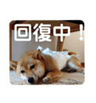 柴犬(shibainu)スタンプ（個別スタンプ：37）