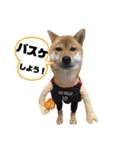 柴犬(shibainu)スタンプ（個別スタンプ：39）