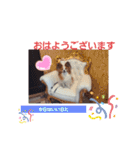 ぱぴぱぴパピヨン8（個別スタンプ：1）