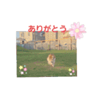 ぱぴぱぴパピヨン8（個別スタンプ：5）