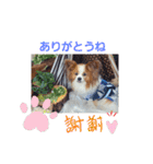 ぱぴぱぴパピヨン8（個別スタンプ：7）